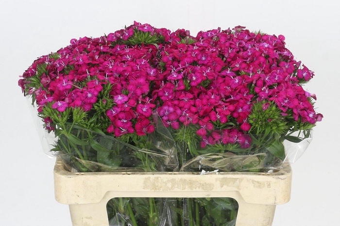 <h4>Dianthus Br Amazon Neon Cherry</h4>