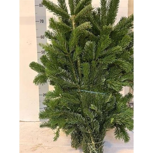 Abies Nordmann Bs