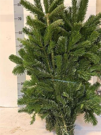 <h4>Abies Nordmann Bs</h4>