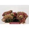 Kaaps Groen Red Brunia Medium