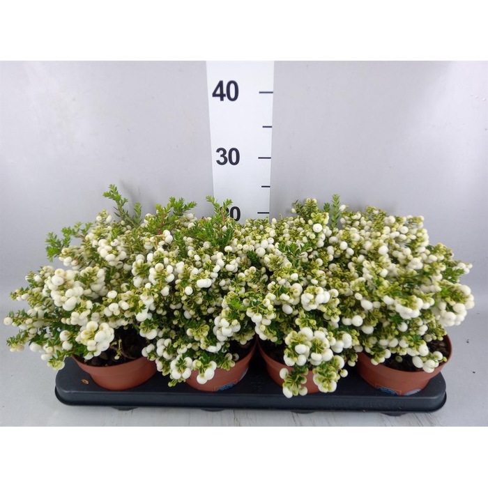 <h4>Gaultheria   ...white berry</h4>