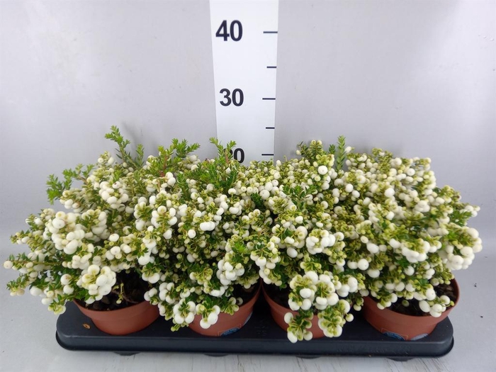 Gaultheria   ...white berry