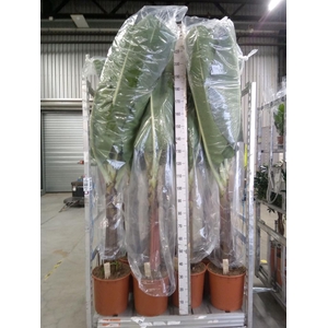 Musa  'Dwarf Cavendish'