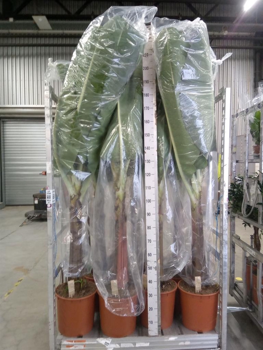 <h4>Musa  'Dwarf Cavendish'</h4>