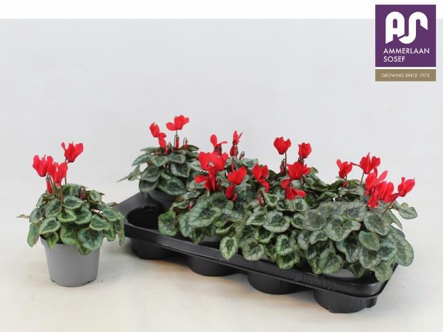 <h4>CYCL KL METIS DECORA</h4>