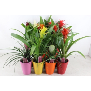 arr3 ZS - Bromelia streeppot mix