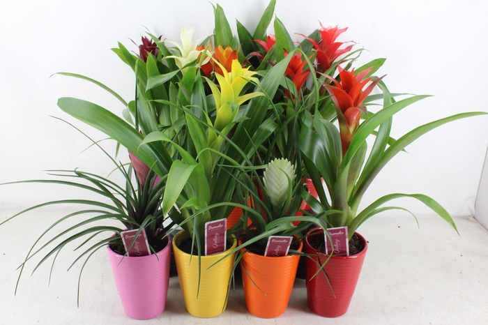 <h4>arr3 ZS - Bromelia streeppot mix</h4>