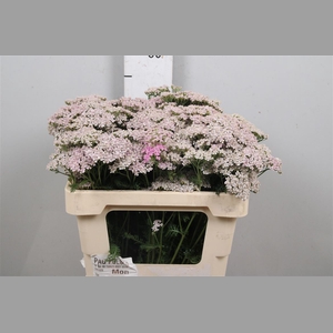 Achil M Lilac Beauty
