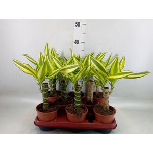 Dracaena frag. 'Yellow Coast'