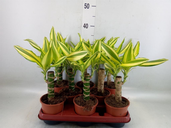 <h4>Dracaena frag. 'Yellow Coast'</h4>