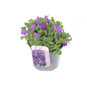 Aubrieta gracilis Kitte