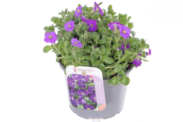 <h4>Aubrieta gracilis Kitte</h4>