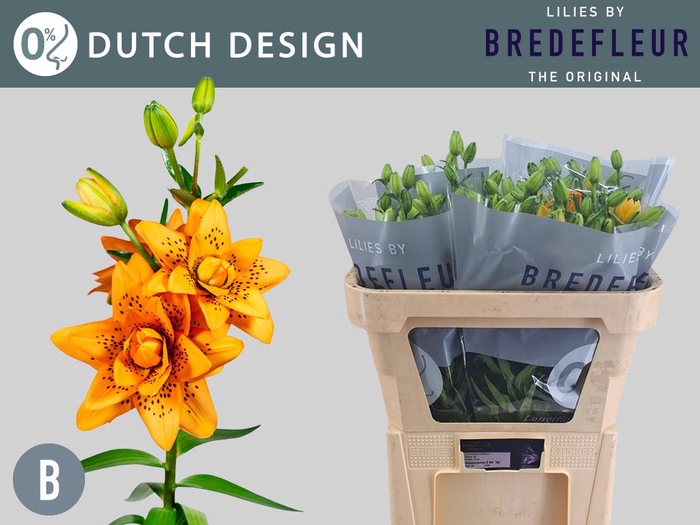 <h4>LI LA DUTCH DESIGN 3+</h4>