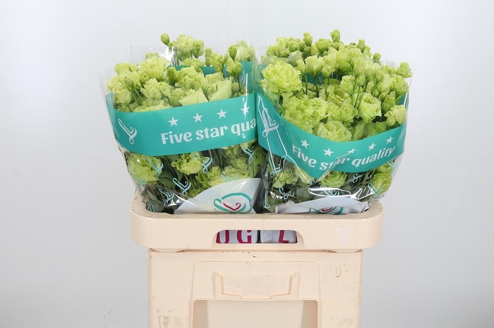 <h4>Eus G Julius Grape</h4>