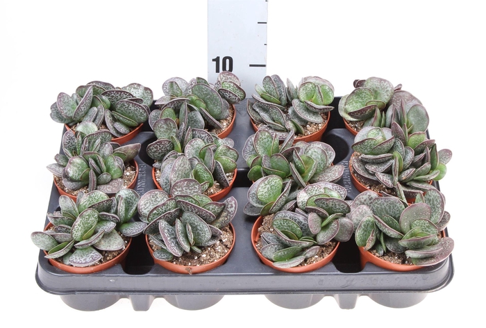 <h4>Succulents   ...</h4>