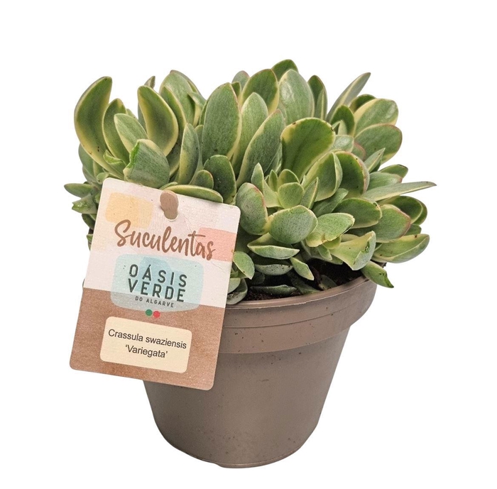<h4>Crassula Swaziensis Variegata</h4>