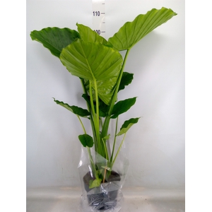 Alocasia gageana