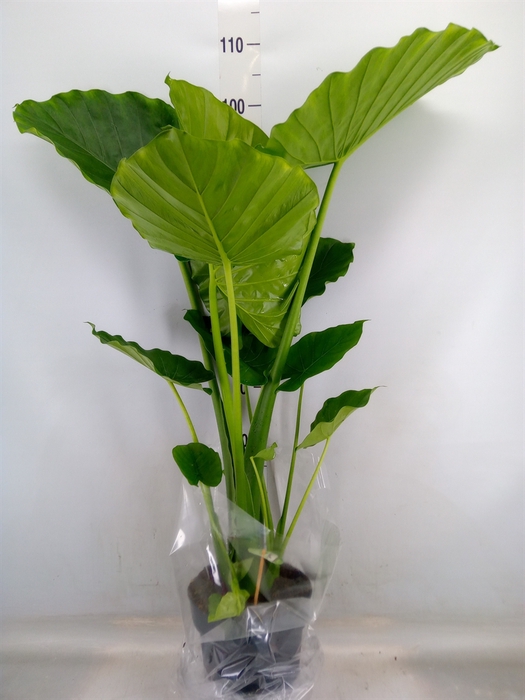 <h4>Alocasia gageana</h4>