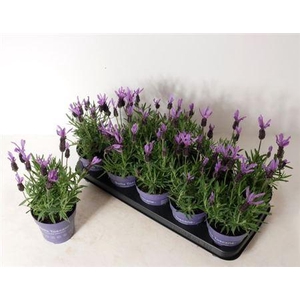 Lavandula Stoechas Bella Toscane