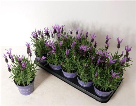 <h4>Lavandula Stoechas Bella Toscane</h4>