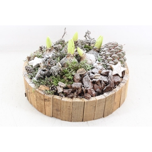 arr4 Hyacint MB - Latjes schaal L