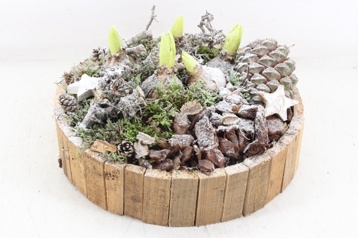 <h4>arr4 Hyacint MB - Latjes schaal L</h4>