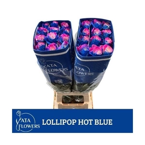 R gr Tinted Lollipop Hot Blue