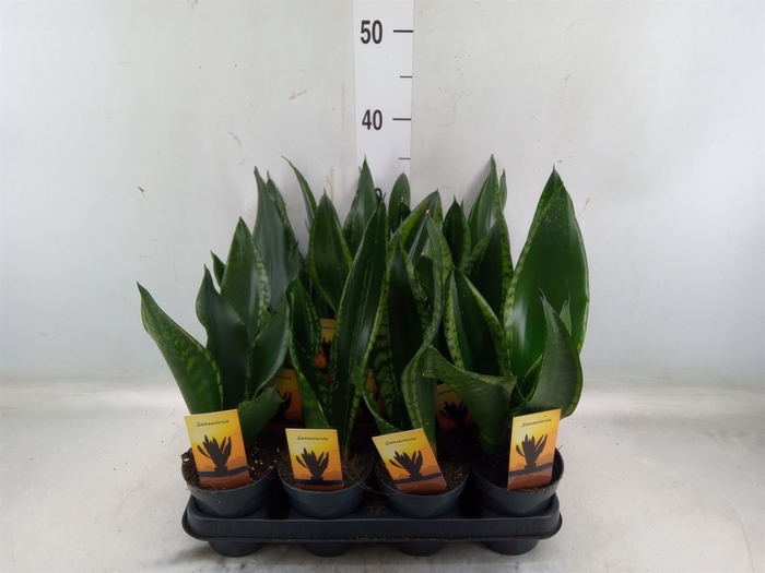 <h4>Sansevieria trifa.   ...</h4>