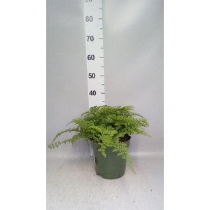Asplenium parvati