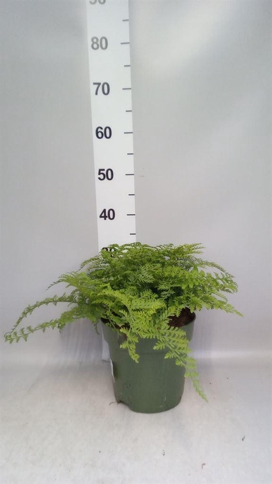 <h4>Asplenium parvati</h4>