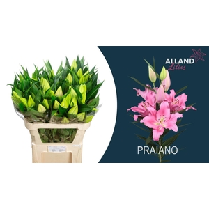 Li Or Praiano