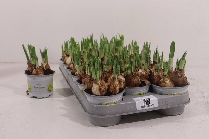 <h4>NARC O TETE A TETE</h4>