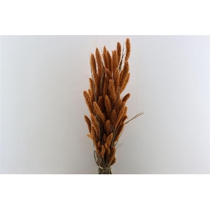 Dried Setaria X5 Frosted Salmon Bunch