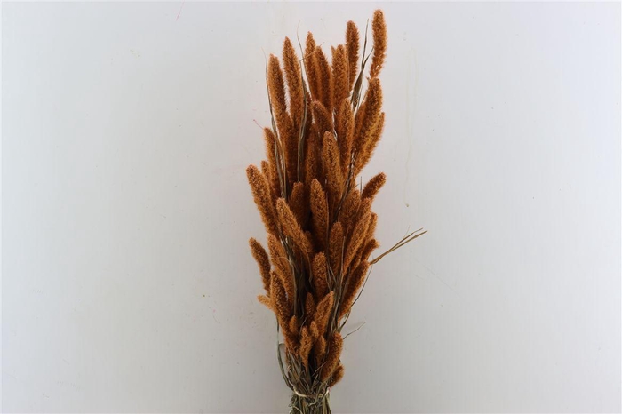 <h4>Dried Setaria X5 Frosted Salmon Bunch</h4>