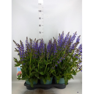 Salvia  'Fashionista Midnight Mode'