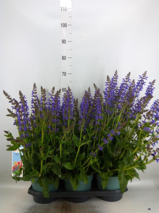 <h4>Salvia  'Fashionista Midnight Mode'</h4>