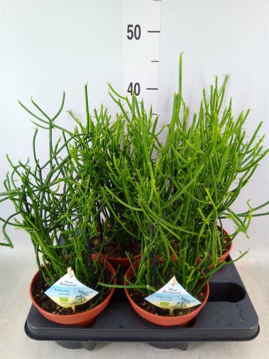 <h4>Euphorbia tirucalli</h4>