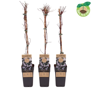 Clematis montana 'Rubens'