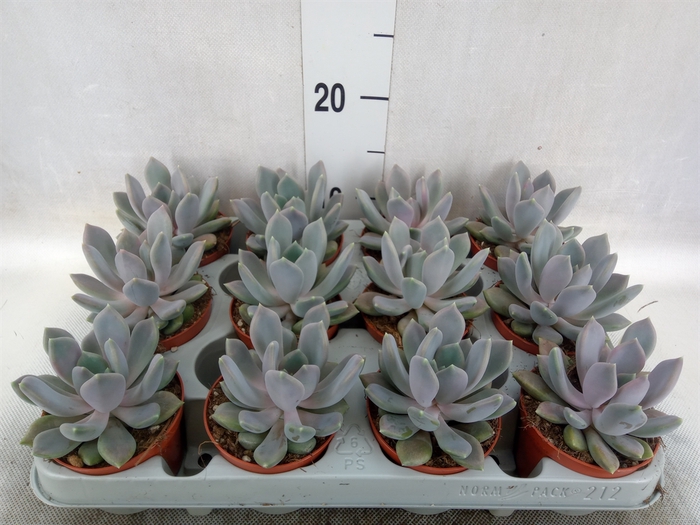 <h4>Pachyphytum  'Draco'</h4>