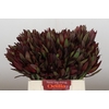 Leucadendron Saf Sunset Dark R.