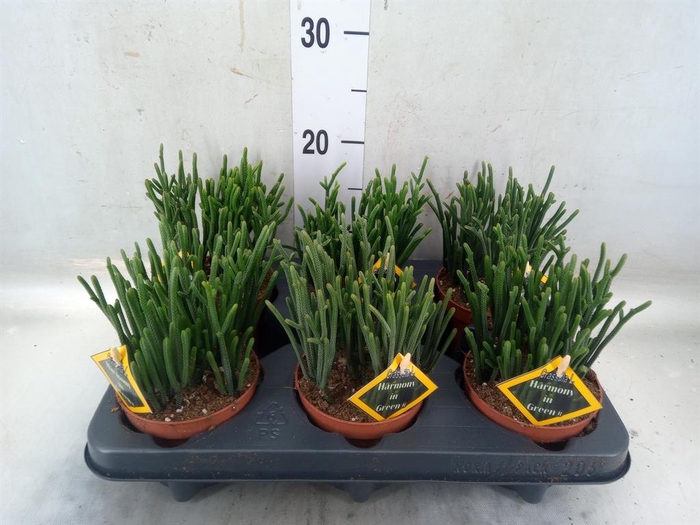 <h4>Crassula   ...</h4>