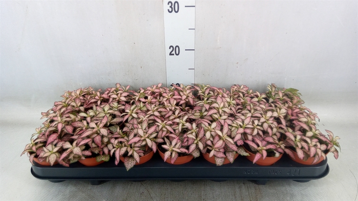 <h4>Fittonia  'Mosaic Zalm Forest Flam'</h4>