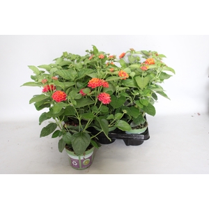 Lantana bandolero CherrySunrise