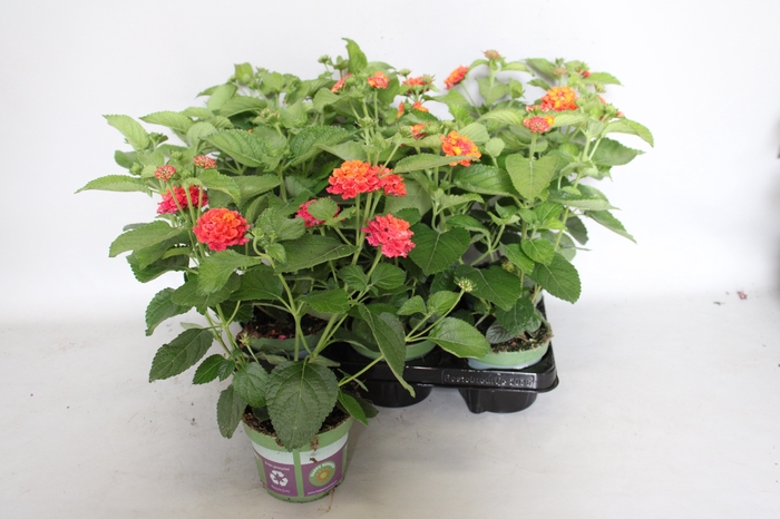 <h4>Lantana bandolero CherrySunrise</h4>
