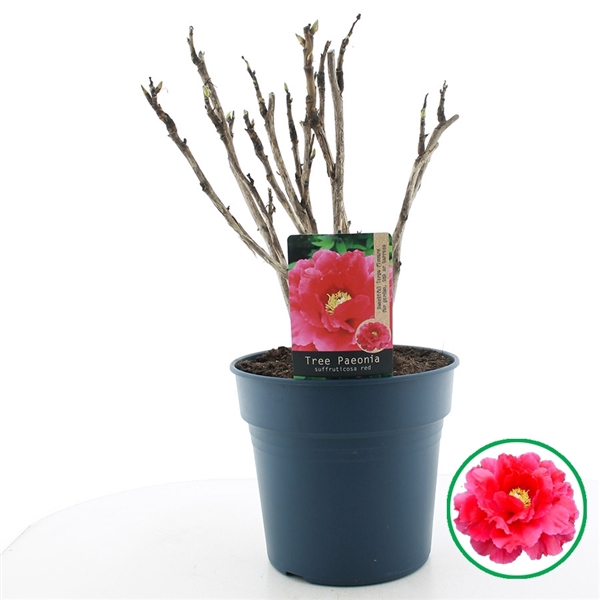 <h4>Paeonia suffruticosa Rood C12 (32cm.)</h4>