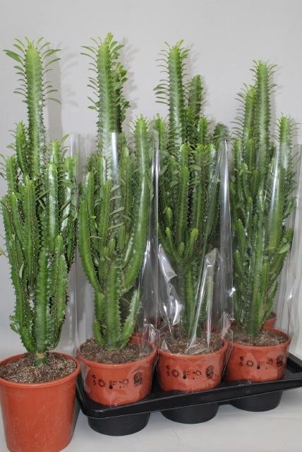 <h4>EUPHOR TRIGONA</h4>