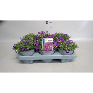 Aubrieta gracilis 'Kitte'