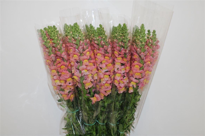 <h4>Antir Overig Orange</h4>