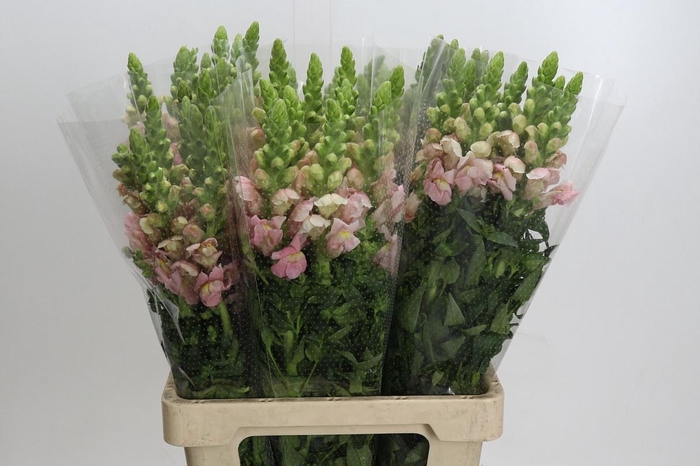 <h4>ANTIR POTO PINK</h4>