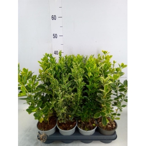 Euonymus japon.   ...mix